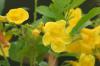 <img100*0:stuff/z/73640/Yellow%2520Flower%2520Reference/i1264989709_8.jpg>