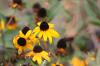 <img100*0:stuff/z/73640/Yellow%2520Flower%2520Reference/i1264989709_9.jpg>