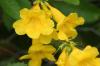 <img100*0:stuff/z/73640/Yellow%2520Flower%2520Reference/i1264989710_13.jpg>