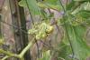 <img100*0:stuff/z/73640/Yellow%2520Flower%2520Reference/i1264989710_14.jpg>