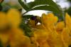 <img100*0:stuff/z/73640/Yellow%2520Flower%2520Reference/i1264989710_15.jpg>