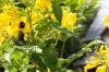 <img100*0:stuff/z/73640/Yellow%2520Flower%2520Reference/i1264989710_16.jpg>