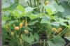 <img100*0:stuff/z/73640/Yellow%2520Flower%2520Reference/i1264989710_17.jpg>