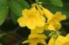 <img100*0:stuff/z/73640/Yellow%2520Flower%2520Reference/i1264989710_18.jpg>
