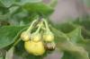 <img100*0:stuff/z/73640/Yellow%2520Flower%2520Reference/i1264989710_19.jpg>