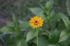 <img100*0:stuff/z/73640/Yellow%2520Flower%2520Reference/i1264989710_20.jpg>