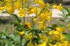 <img100*0:stuff/z/73640/Yellow%2520Flower%2520Reference/i1264989710_21.jpg>