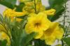 <img100*0:stuff/z/73640/Yellow%2520Flower%2520Reference/i1264989710_22.jpg>