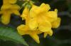 <img100*0:stuff/z/73640/Yellow%2520Flower%2520Reference/i1264989710_23.jpg>