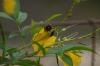 <img100*0:stuff/z/73640/Yellow%2520Flower%2520Reference/i1264989710_24.jpg>