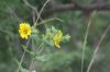 <img100*0:stuff/z/73640/Yellow%2520Flower%2520Reference/i1264989710_25.jpg>