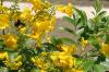 <img100*0:stuff/z/73640/Yellow%2520Flower%2520Reference/i1264989710_26.jpg>