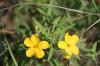 <img100*0:stuff/z/73640/Yellow%2520Flower%2520Reference/i1264989710_27.jpg>