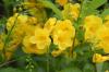 <img100*0:stuff/z/73640/Yellow%2520Flower%2520Reference/i1264989710_28.jpg>