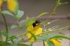 <img100*0:stuff/z/73640/Yellow%2520Flower%2520Reference/i1264989710_29.jpg>