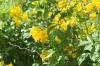 <img100*0:stuff/z/73640/Yellow%2520Flower%2520Reference/i1264989710_30.jpg>