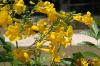 <img100*0:stuff/z/73640/Yellow%2520Flower%2520Reference/i1264989710_31.jpg>