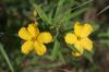 <img100*0:stuff/z/73640/Yellow%2520Flower%2520Reference/i1264989710_32.jpg>