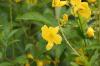 <img100*0:stuff/z/73640/Yellow%2520Flower%2520Reference/i1264989710_33.jpg>