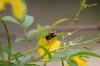 <img100*0:stuff/z/73640/Yellow%2520Flower%2520Reference/i1264989710_34.jpg>
