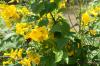 <img100*0:stuff/z/73640/Yellow%2520Flower%2520Reference/i1264989710_35.jpg>