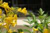 <img100*0:stuff/z/73640/Yellow%2520Flower%2520Reference/i1264989711_36.jpg>