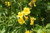 <img100*0:stuff/z/73640/Yellow%2520Flower%2520Reference/i1264991400_1.jpg>