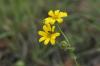<img100*0:stuff/z/73640/Yellow%2520Flower%2520Reference/i1264991401_10.jpg>