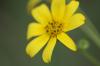 <img100*0:stuff/z/73640/Yellow%2520Flower%2520Reference/i1264991401_11.jpg>