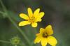 <img100*0:stuff/z/73640/Yellow%2520Flower%2520Reference/i1264991401_12.jpg>