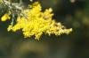 <img100*0:stuff/z/73640/Yellow%2520Flower%2520Reference/i1264991401_13.jpg>