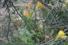 <img100*0:stuff/z/73640/Yellow%2520Flower%2520Reference/i1264991401_14.jpg>