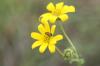 <img100*0:stuff/z/73640/Yellow%2520Flower%2520Reference/i1264991401_15.jpg>