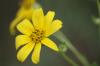 <img100*0:stuff/z/73640/Yellow%2520Flower%2520Reference/i1264991401_16.jpg>
