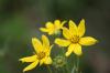 <img100*0:stuff/z/73640/Yellow%2520Flower%2520Reference/i1264991401_17.jpg>