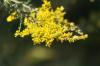 <img100*0:stuff/z/73640/Yellow%2520Flower%2520Reference/i1264991401_18.jpg>