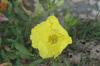 <img100*0:stuff/z/73640/Yellow%2520Flower%2520Reference/i1264991401_19.jpg>