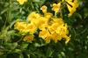 <img100*0:stuff/z/73640/Yellow%2520Flower%2520Reference/i1264991401_2.jpg>
