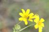 <img100*0:stuff/z/73640/Yellow%2520Flower%2520Reference/i1264991401_20.jpg>