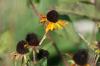 <img100*0:stuff/z/73640/Yellow%2520Flower%2520Reference/i1264991401_3.jpg>