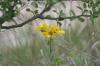 <img100*0:stuff/z/73640/Yellow%2520Flower%2520Reference/i1264991401_4.jpg>