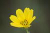 <img100*0:stuff/z/73640/Yellow%2520Flower%2520Reference/i1264991401_5.jpg>
