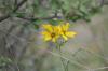 <img100*0:stuff/z/73640/Yellow%2520Flower%2520Reference/i1264991401_6.jpg>