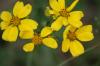 <img100*0:stuff/z/73640/Yellow%2520Flower%2520Reference/i1264991401_7.jpg>