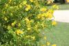 <img100*0:stuff/z/73640/Yellow%2520Flower%2520Reference/i1264991401_8.jpg>