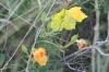 <img100*0:stuff/z/73640/Yellow%2520Flower%2520Reference/i1264991401_9.jpg>