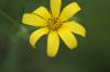 <img100*0:stuff/z/73640/Yellow%2520Flower%2520Reference/i1264991402_21.jpg>