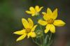 <img100*0:stuff/z/73640/Yellow%2520Flower%2520Reference/i1264991402_22.jpg>