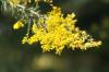 <img100*0:stuff/z/73640/Yellow%2520Flower%2520Reference/i1264991402_23.jpg>