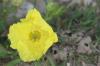 <img100*0:stuff/z/73640/Yellow%2520Flower%2520Reference/i1264991402_24.jpg>